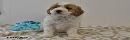 Mini Goldendoodle dogs for sale: Bo  - Ad 5