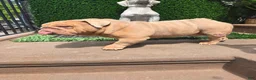 English Bulldog dogs for stud: OPEN FOR STUD - Ad 22