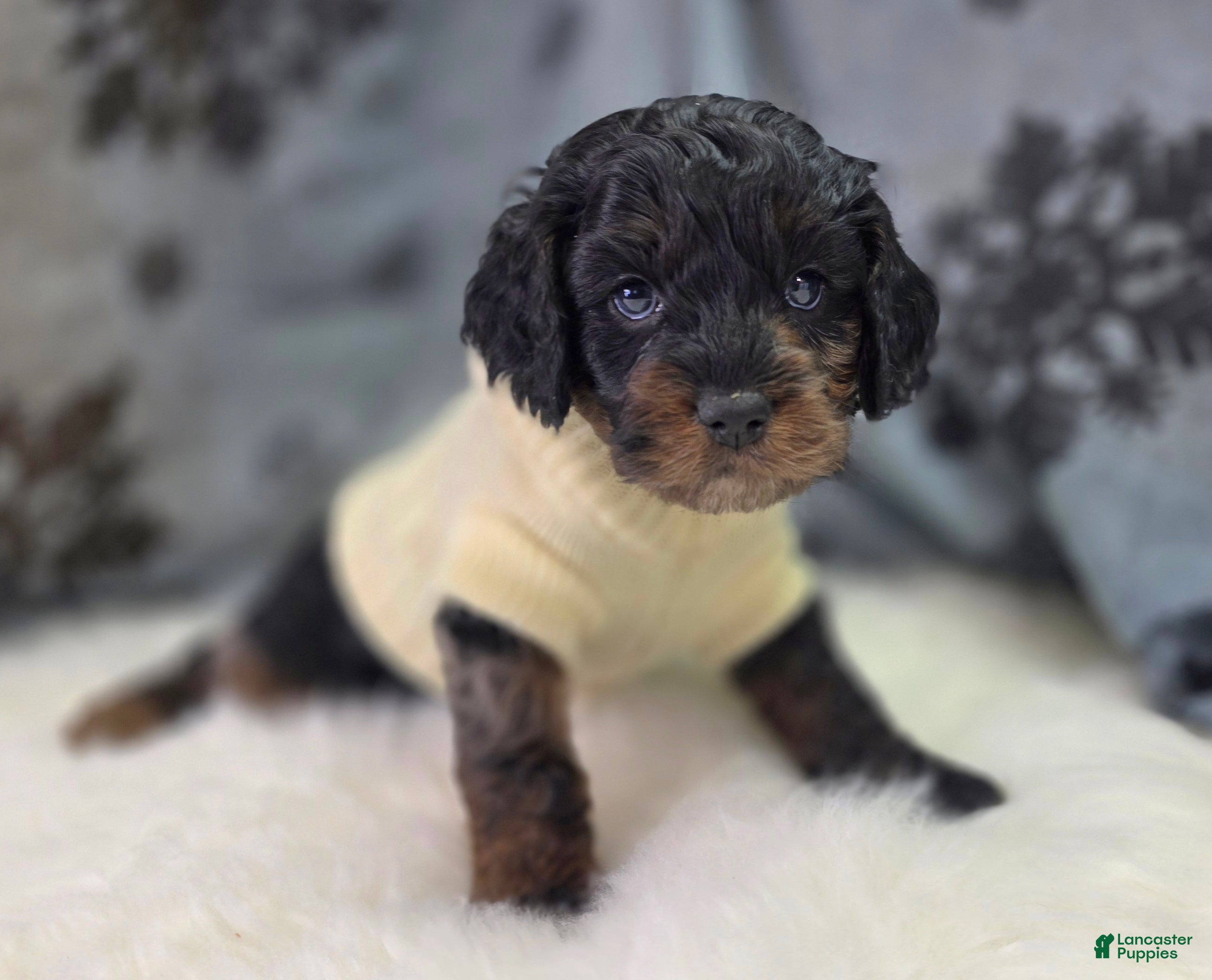 Cockapoo dogs Mayor Augustus  - Ad 8
