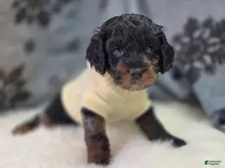 Cockapoo dogs Mayor Augustus - Ad 8