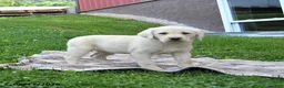 Labrador Retriever dogs for sale: Gracie - Ad 3