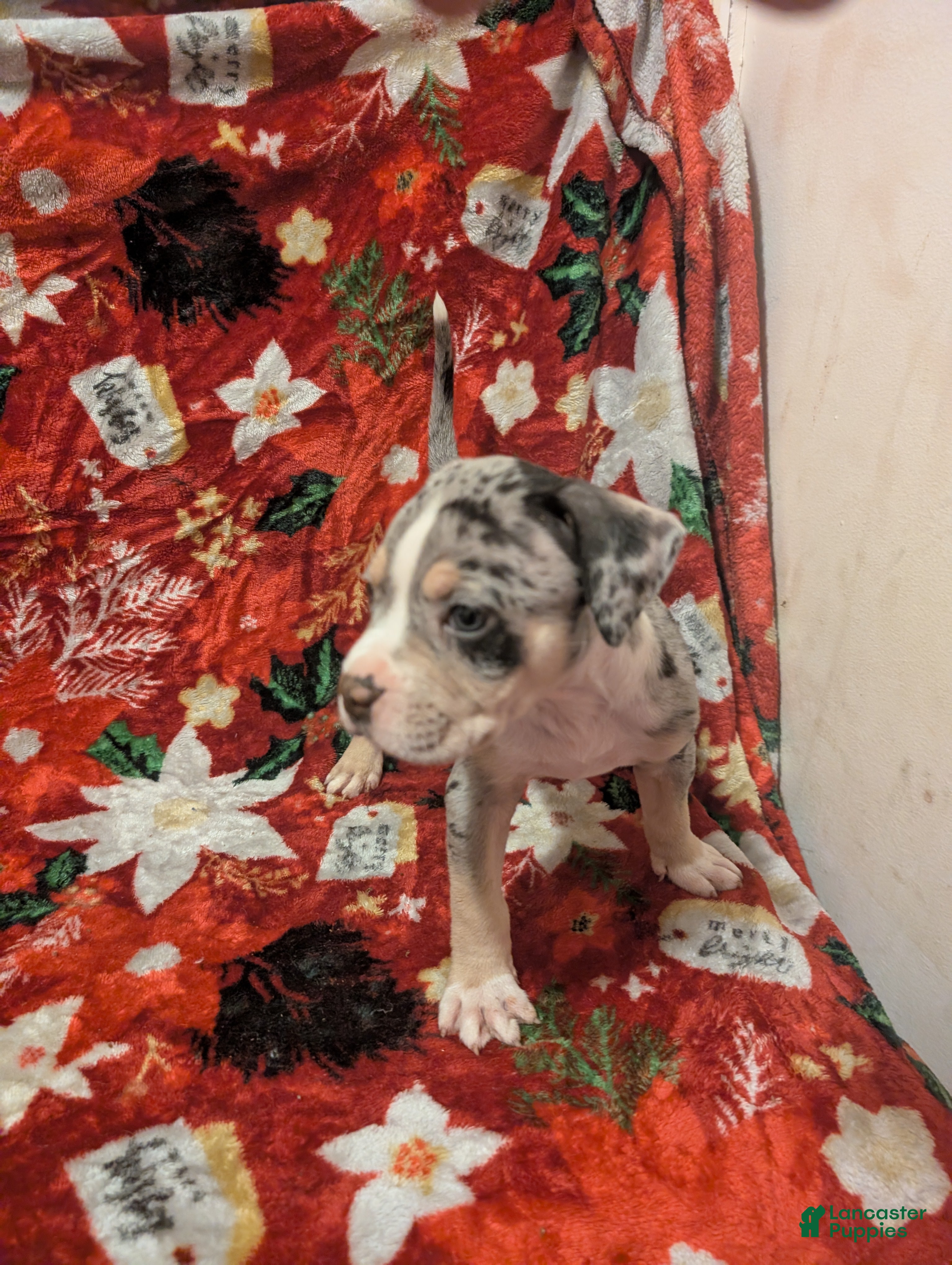 American Bully dogs American Bully Puppy 5 - Ad 25