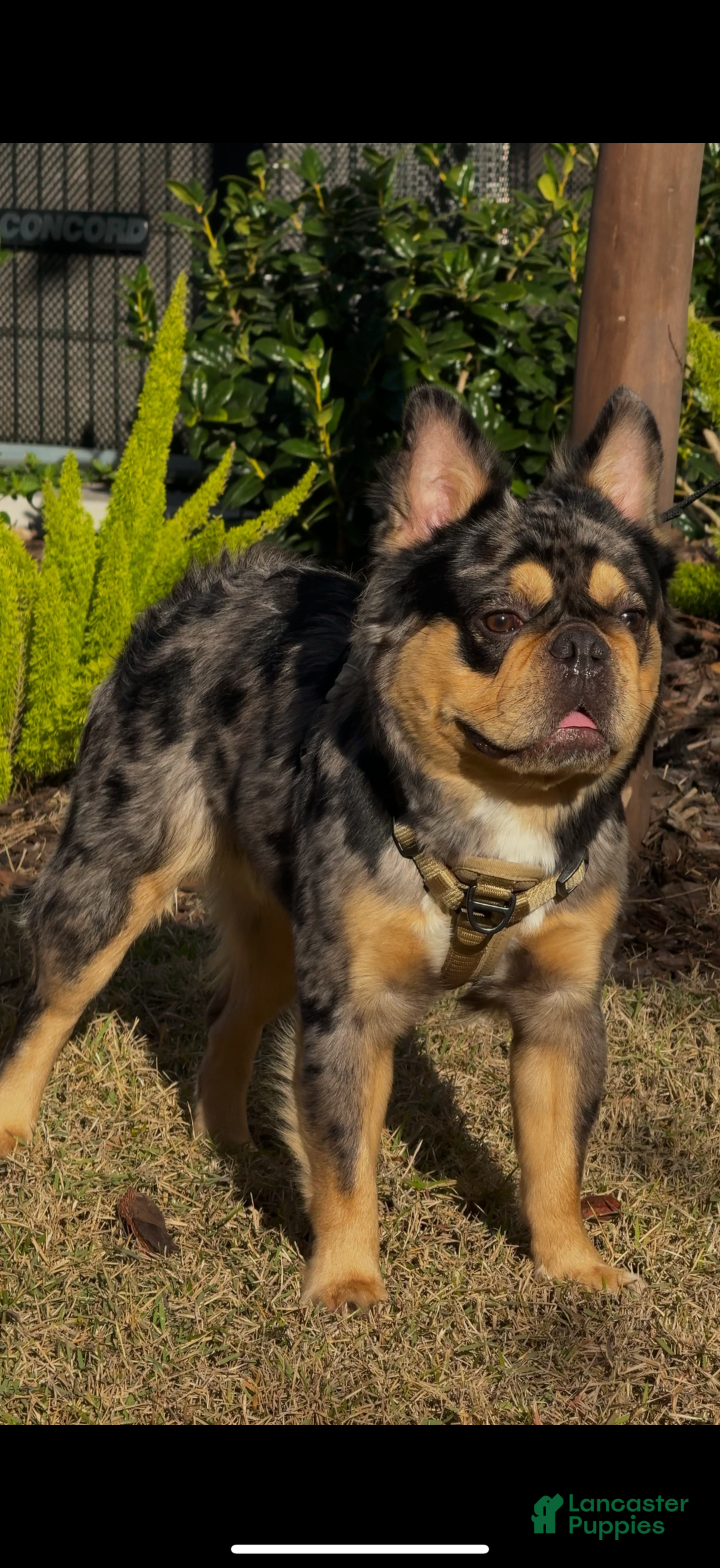 French Bulldog dogs for stud: Theo the Fluffy Frenchie Stud - Ad 1