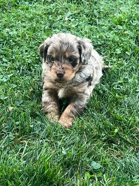 Aussiedoodle dogs Bramble Mini Aussiedoodle  - Ad 2