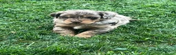 Aussiedoodle dogs for sale: Bramble Mini Aussiedoodle  - Ad 2