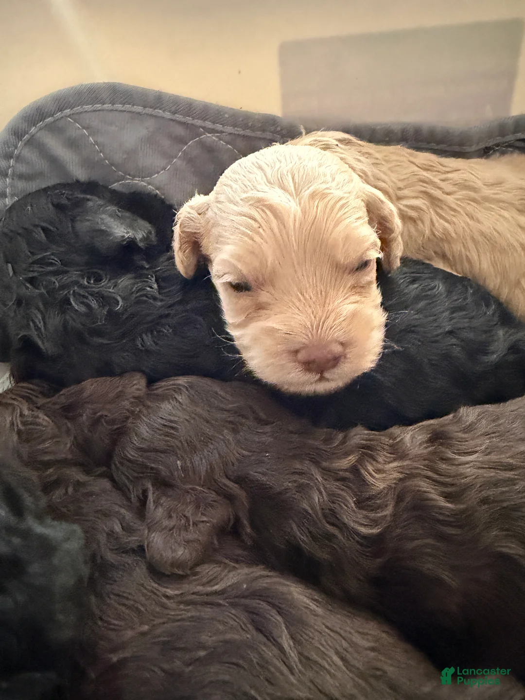 Cockapoo dogs for sale: Cockapoo 4 - Ad 2
