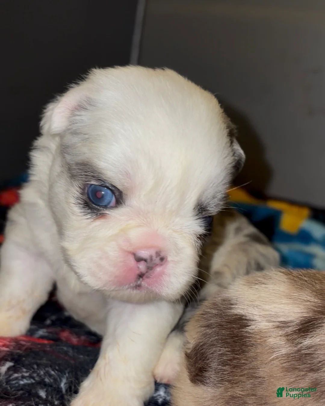 French Bulldog dogs for sale: Fluffy frenchie  - Ad 2
