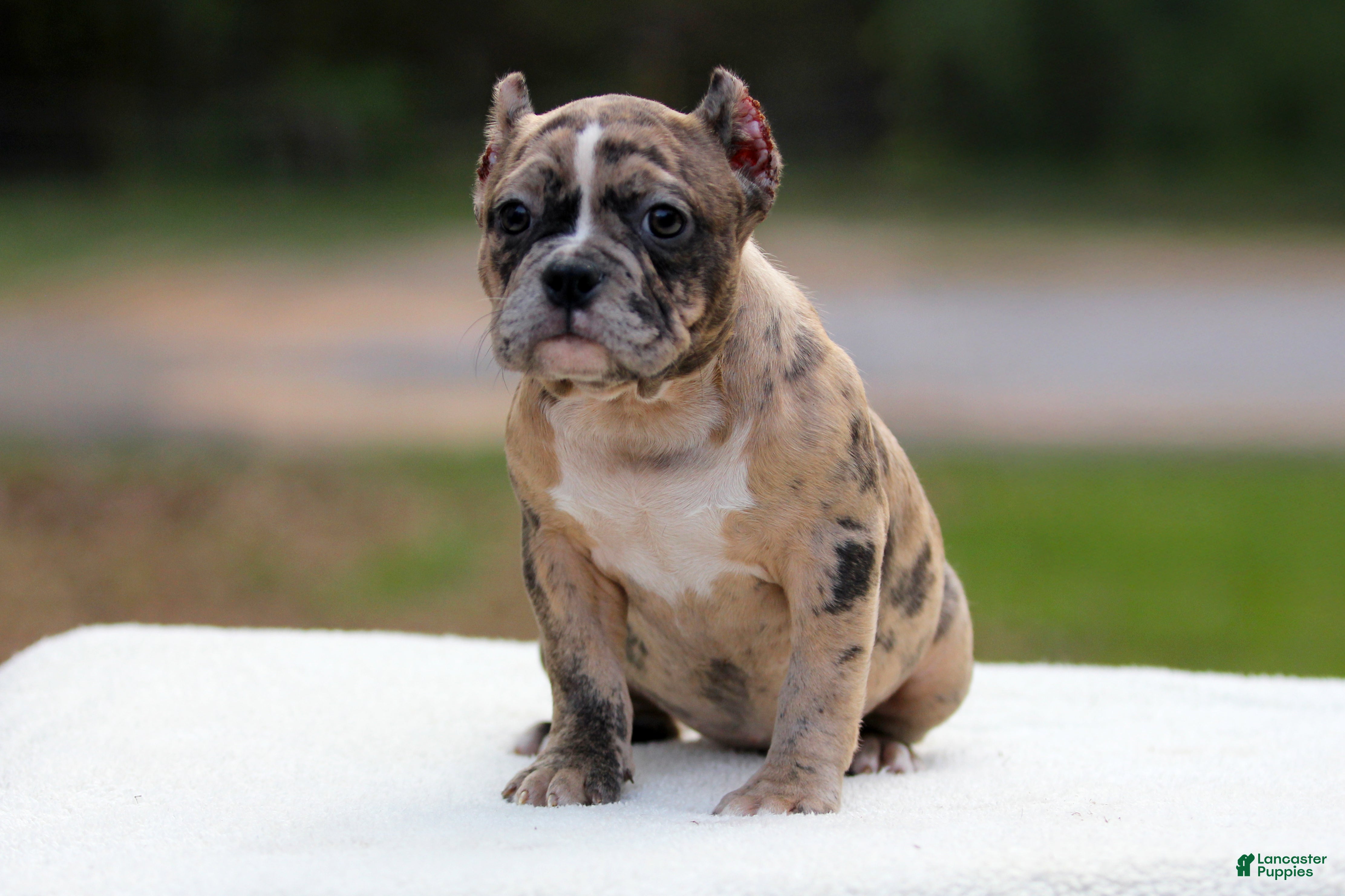 American Bully dogs Black Brindle Merle Female - Ad 1