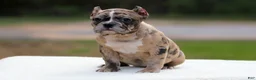 American Bully dogs for sale: Black Brindle Merle Female - Ad 1