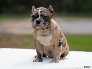 American Bully dogs for sale: Black Brindle Merle Female - Ad 4