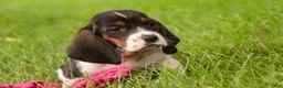 Basset Hound dogs for sale: Millicent - Ad 5