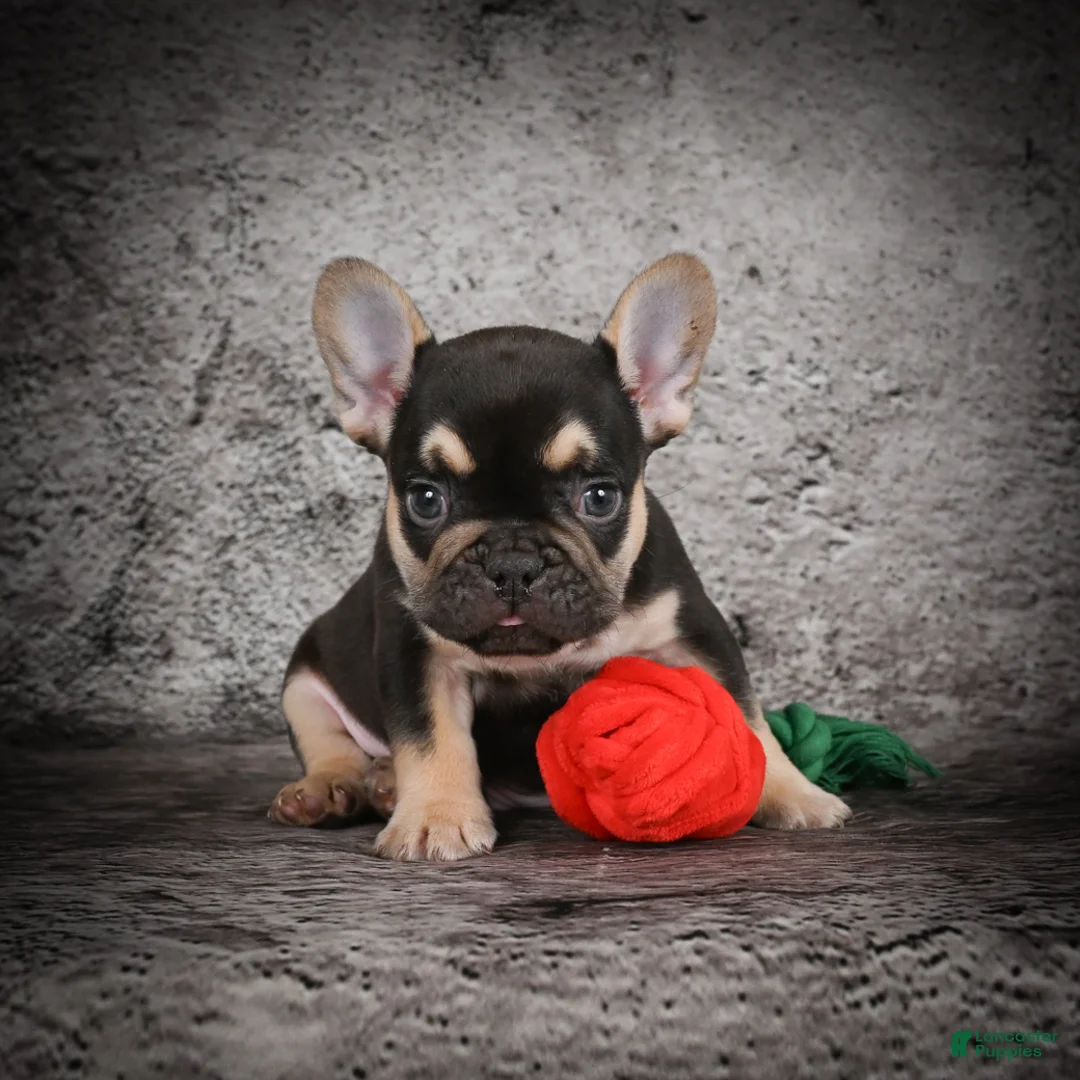 French Bulldog dogs for sale: Ollie - Ad 6