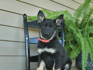 German Shepherd dogs - Ad 9