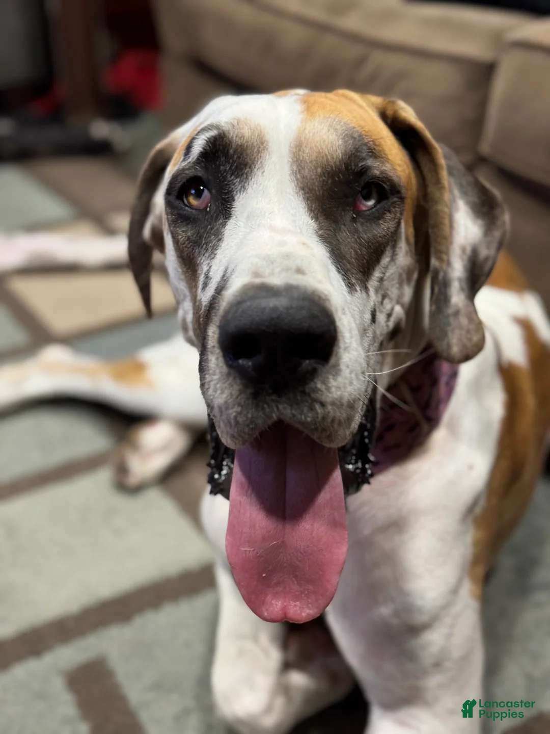 Great Dane dogs for sale: Tobie - Ad 16