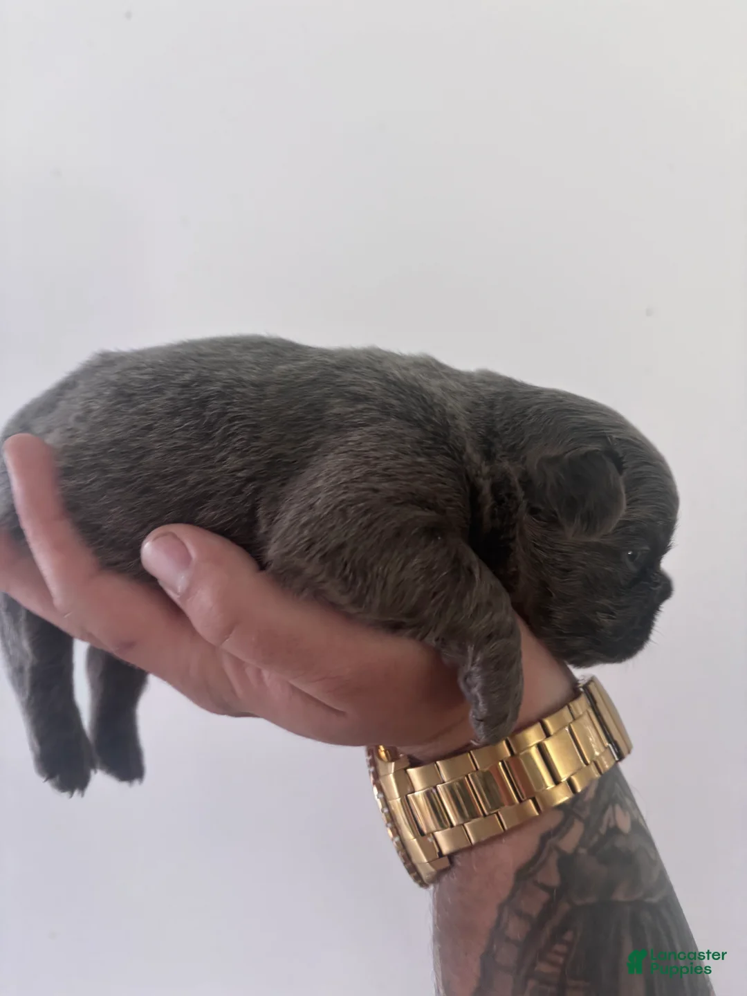 French Bulldog dogs for sale: Puppy 3 - Ad 1