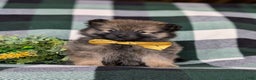 Pomeranian dogs for sale: Kegan - Ad 6