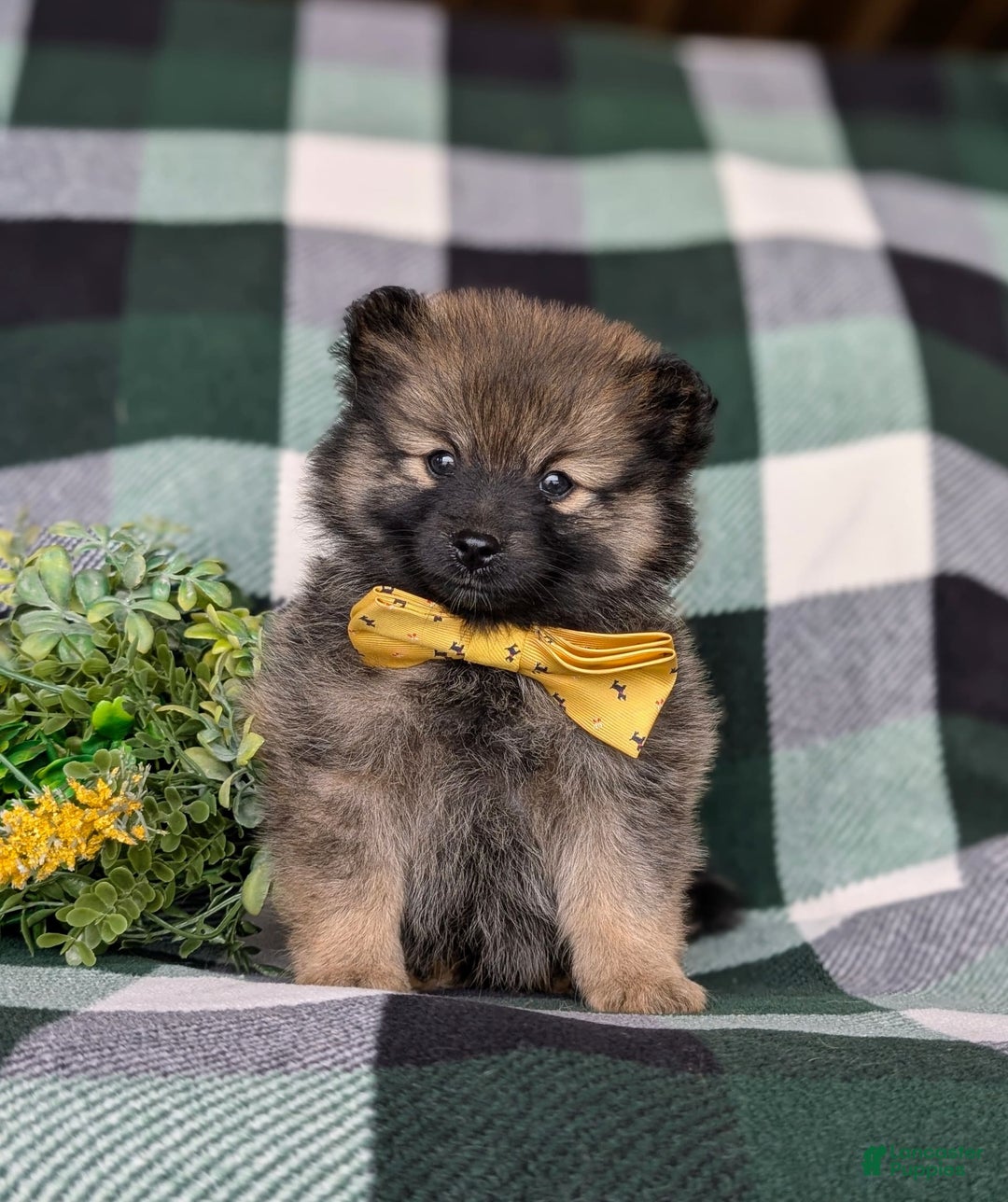Pomeranian dogs for sale: Kegan - Ad 6