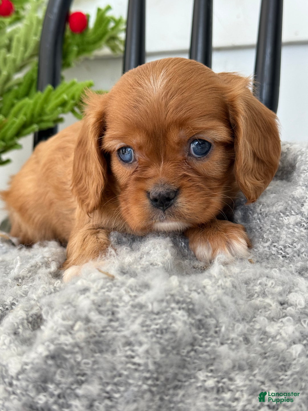 Cavalier King Charles Spaniel dogs for sale: Winter - Ad 11