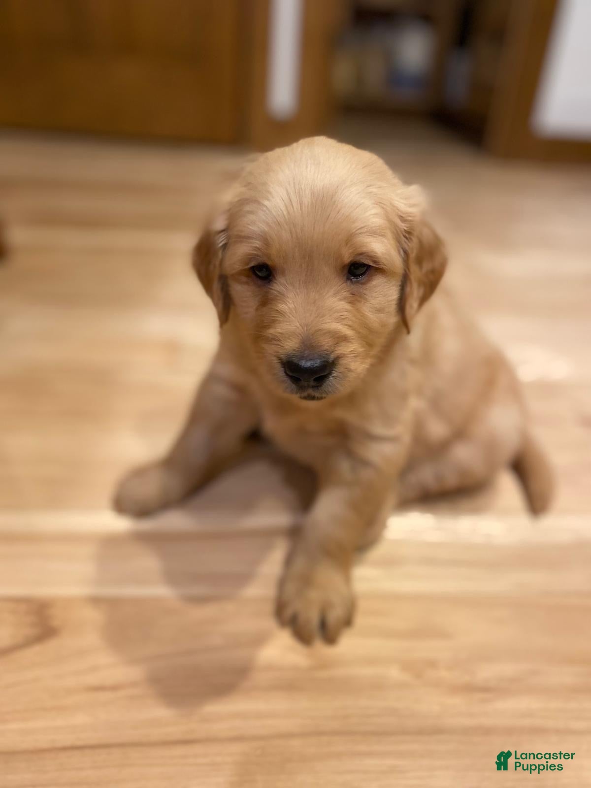 Golden Retriever dogs Copper - Ad 42