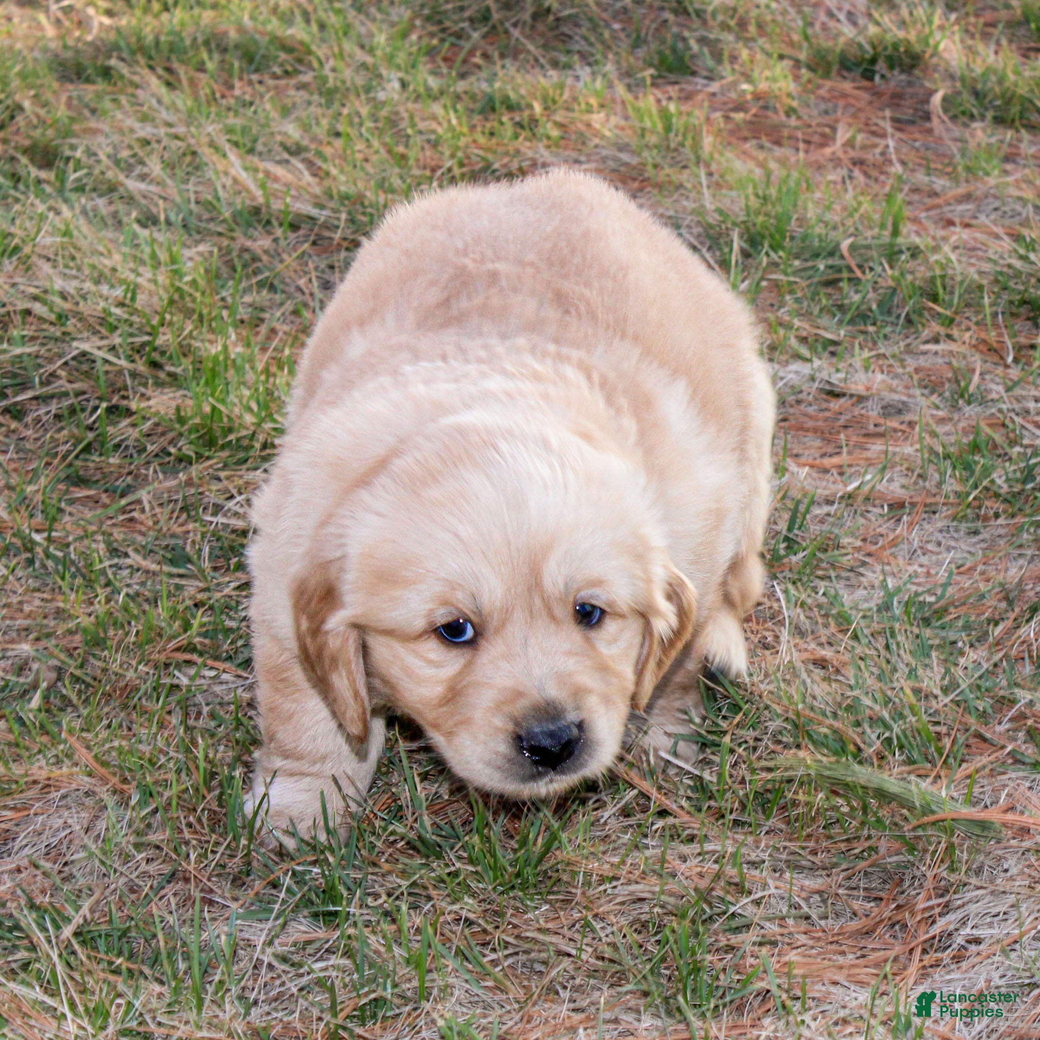 Golden Retriever dogs Frank the TRAINED Golden Retriever Puppy  - Ad 2