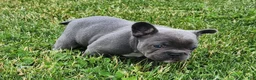 French Bulldog dogs for sale: James  - Ad 6