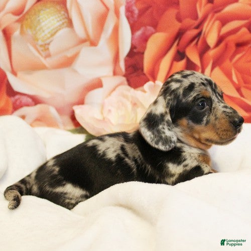 Dachshund dogs Tiramisu - Ad 2