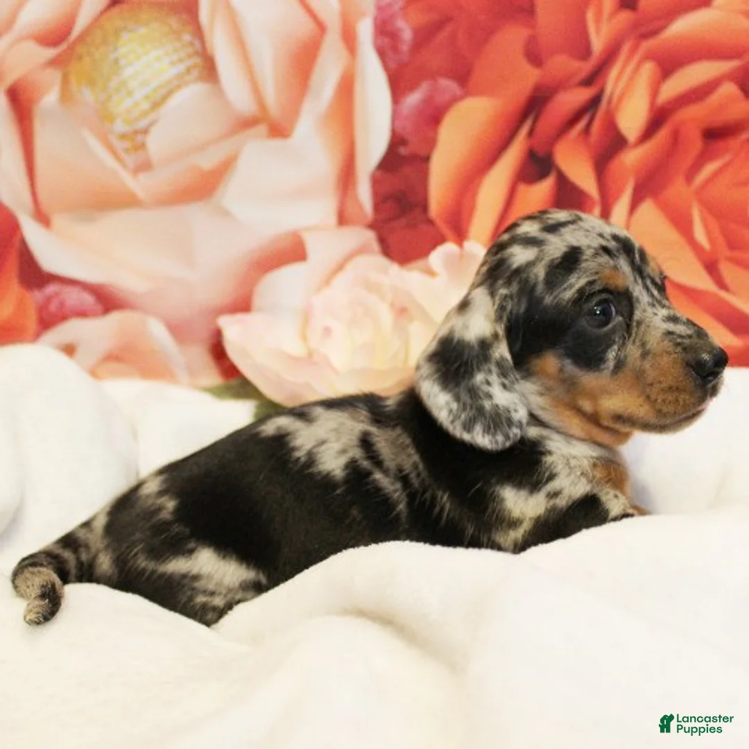 Dachshund dogs for sale: Tiramisu - Ad 2