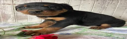 Rottweiler dogs for sale: Ludwig - Ad 4