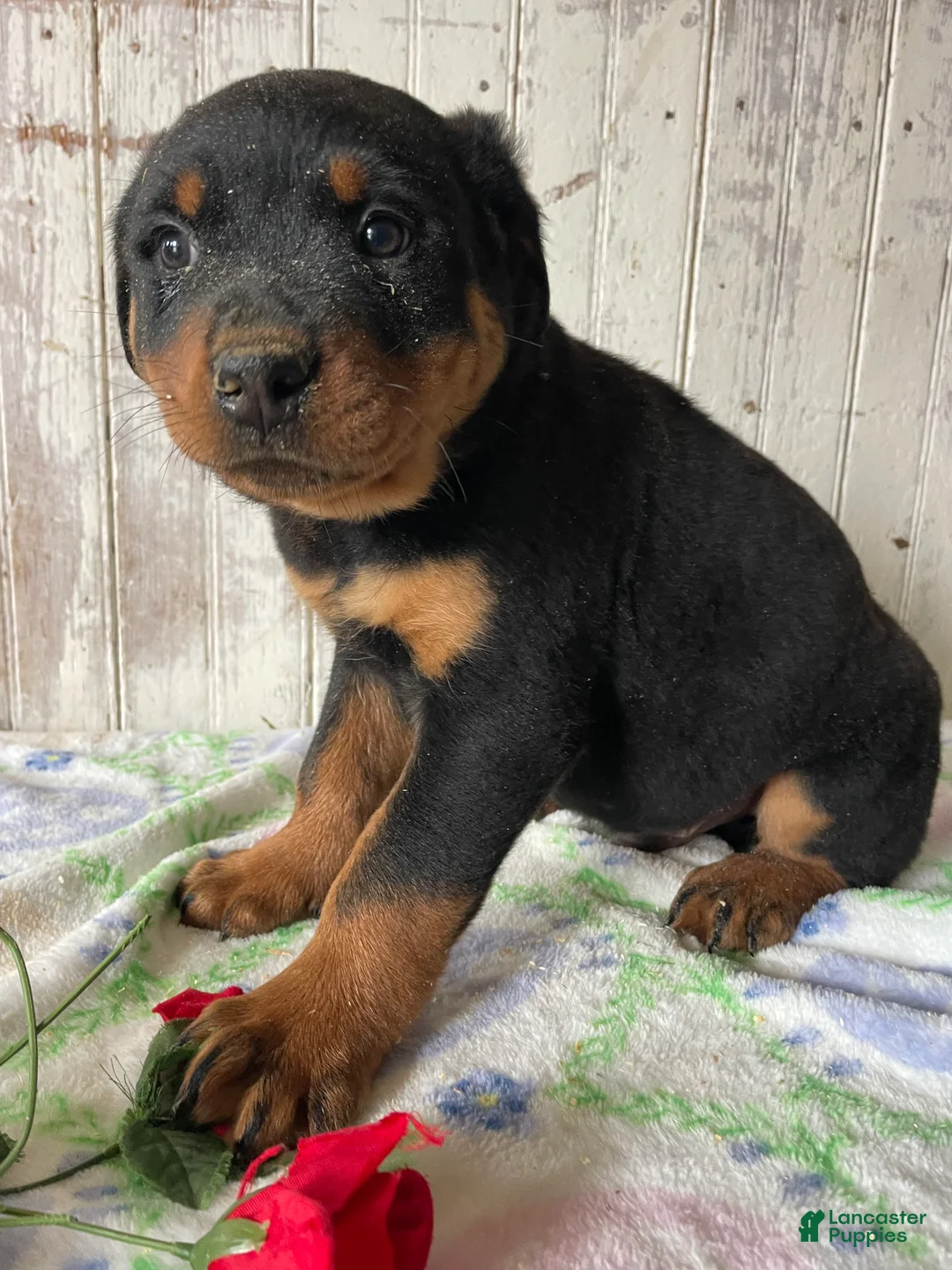 Rottweiler dogs for sale: Ludwig - Ad 4