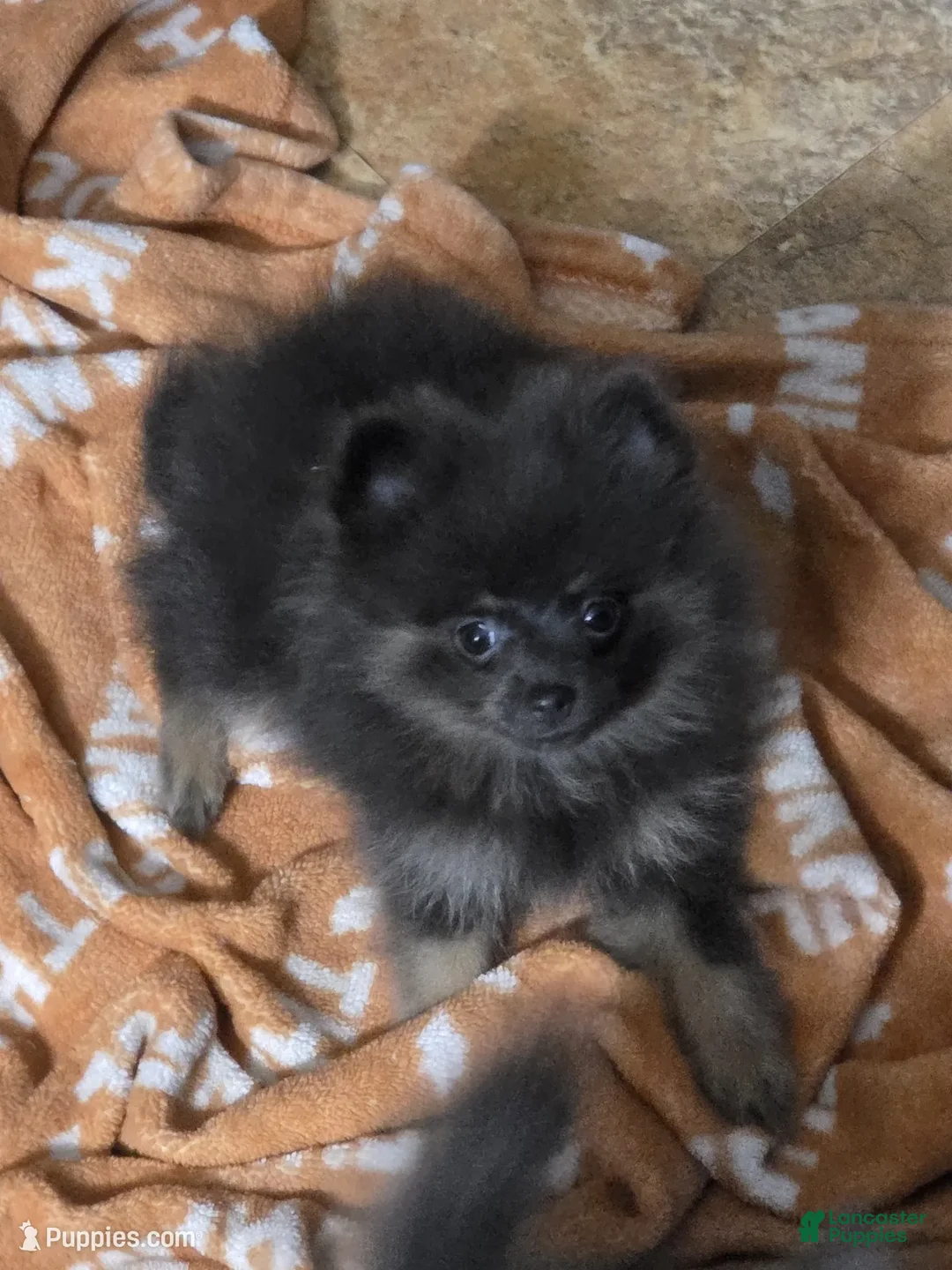 Pomeranian dogs for sale: Aca Sammy  - Ad 2