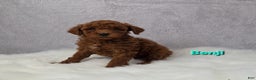 Miniature Poodle dogs for sale: Benji  - Ad 6
