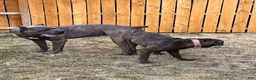 Cane Corso dogs for sale: Cane Corso 3 - Ad 14