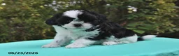 Shih Tzu dogs for sale: Tanner - Ad 4