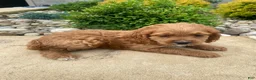 Cockapoo dogs for sale: Cash - Ad 14