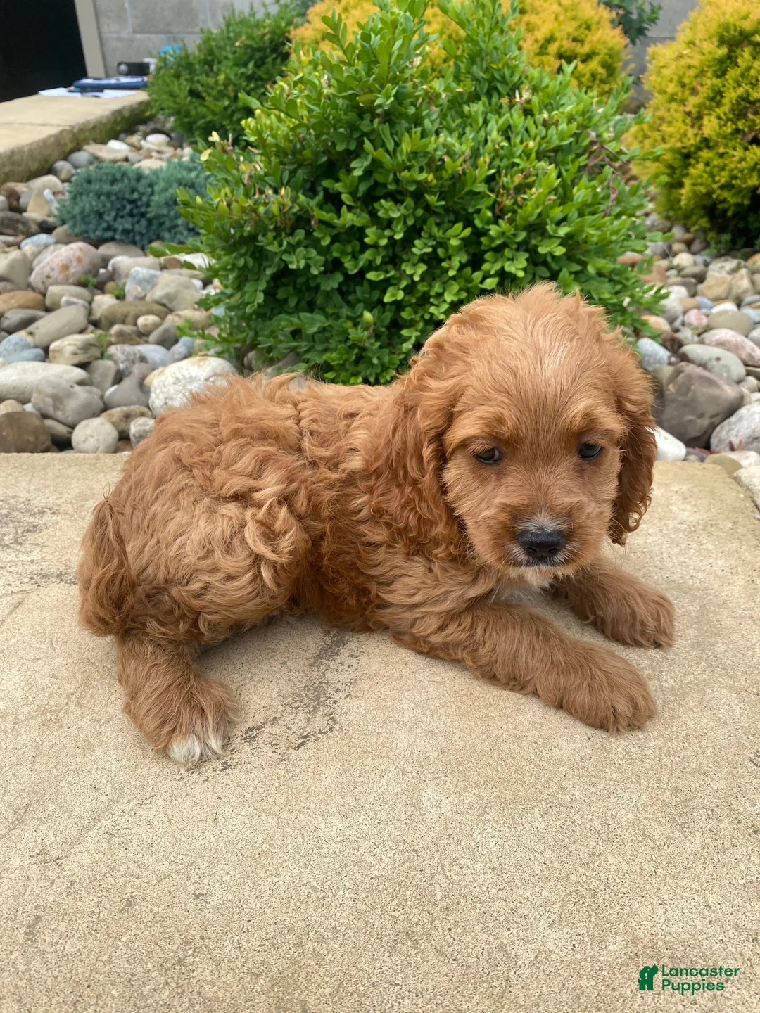 Cockapoo dogs for sale: Cash - Ad 14