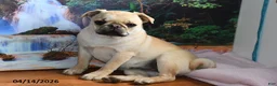 Pug dogs for sale: Beaula - Ad 5
