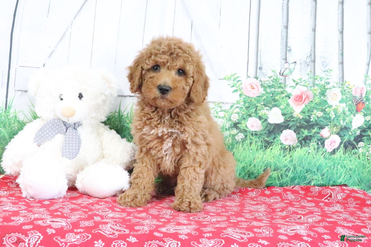 Mini Goldendoodle dogs Theo - Ad 2