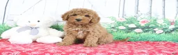 Mini Goldendoodle dogs for sale: Theo - Ad 2