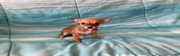 Chihuahua dogs for sale: Lacey - Ad 9