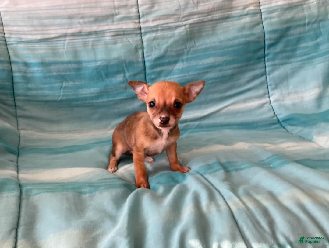 Chihuahua dogs for sale: Lacey - Ad 9