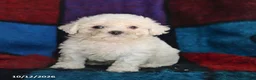 Maltese dogs for sale: Scout - Ad 1