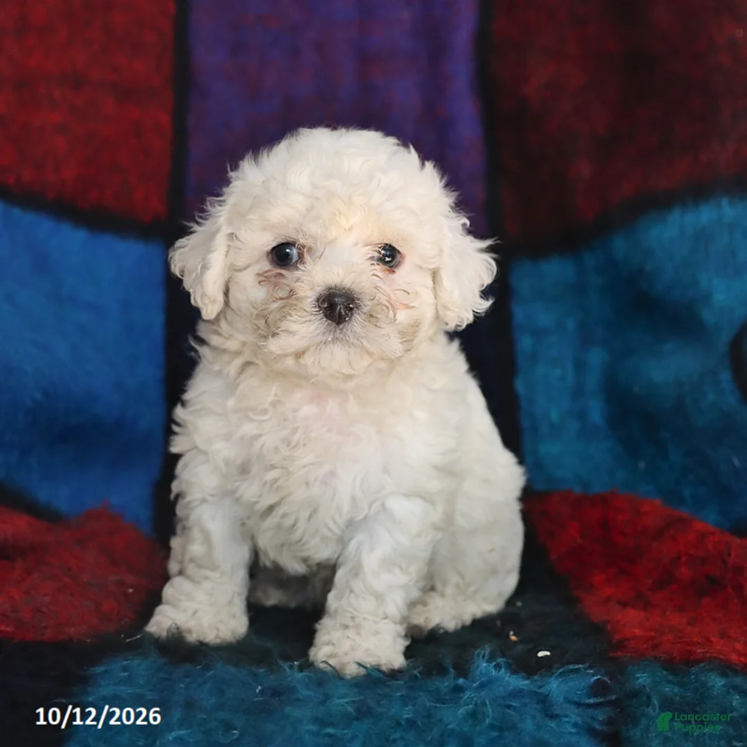 Maltese dogs for sale: Scout - Ad 1