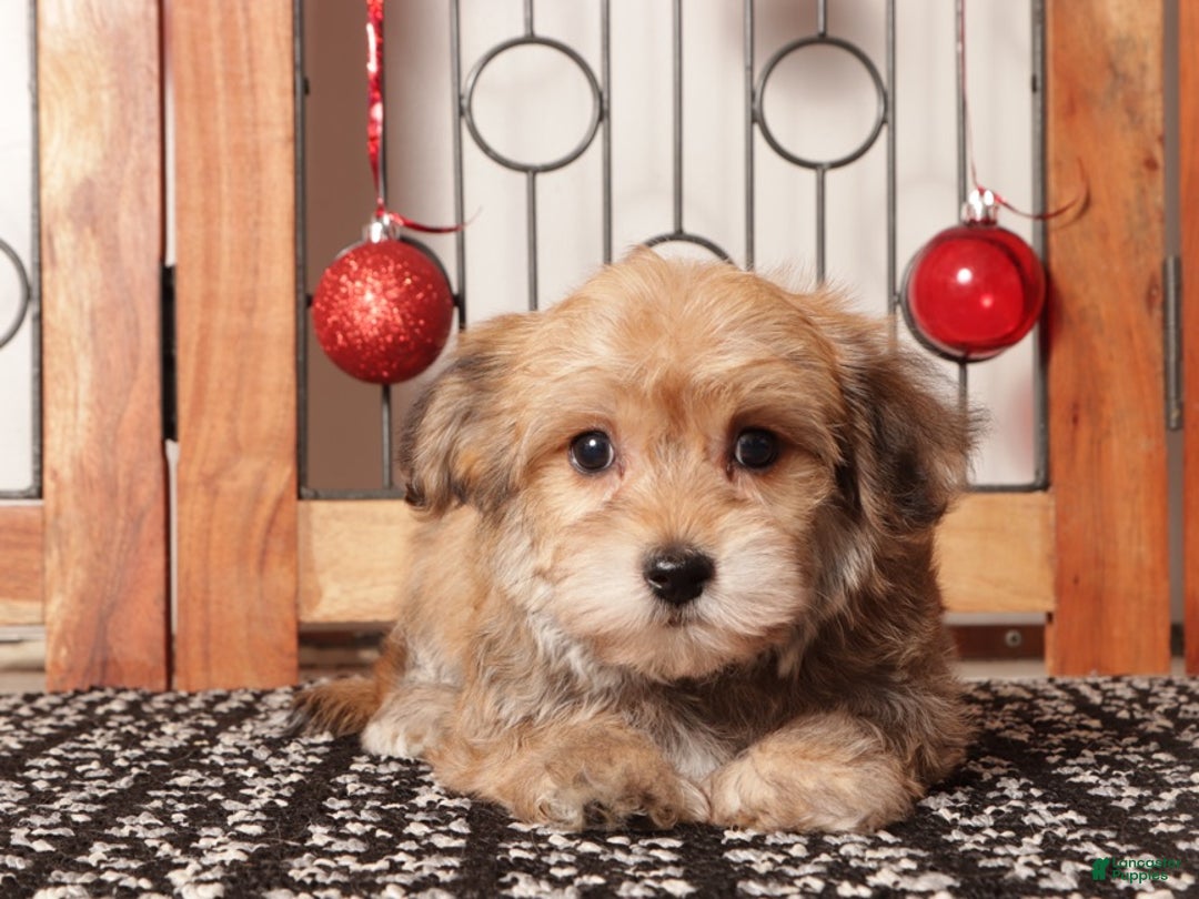 Yochon dogs for sale: Josie - Ad 2