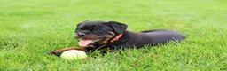 Rottweiler dogs for sale: Luna  - Ad 5