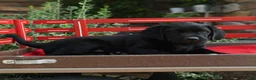Labrador Retriever dogs for sale: Buster - Ad 2