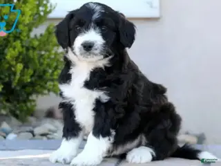Aussiedoodle dogs Zeke - Ad 19