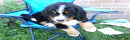 Bernese Mountain Dog dogs for sale: Trinity - Ad 9