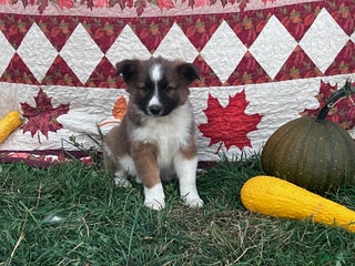 Mixed Breed dogs - Ad 1