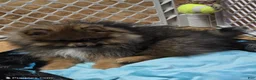 Pomeranian dogs for sale: Akc Willow  - Ad 4