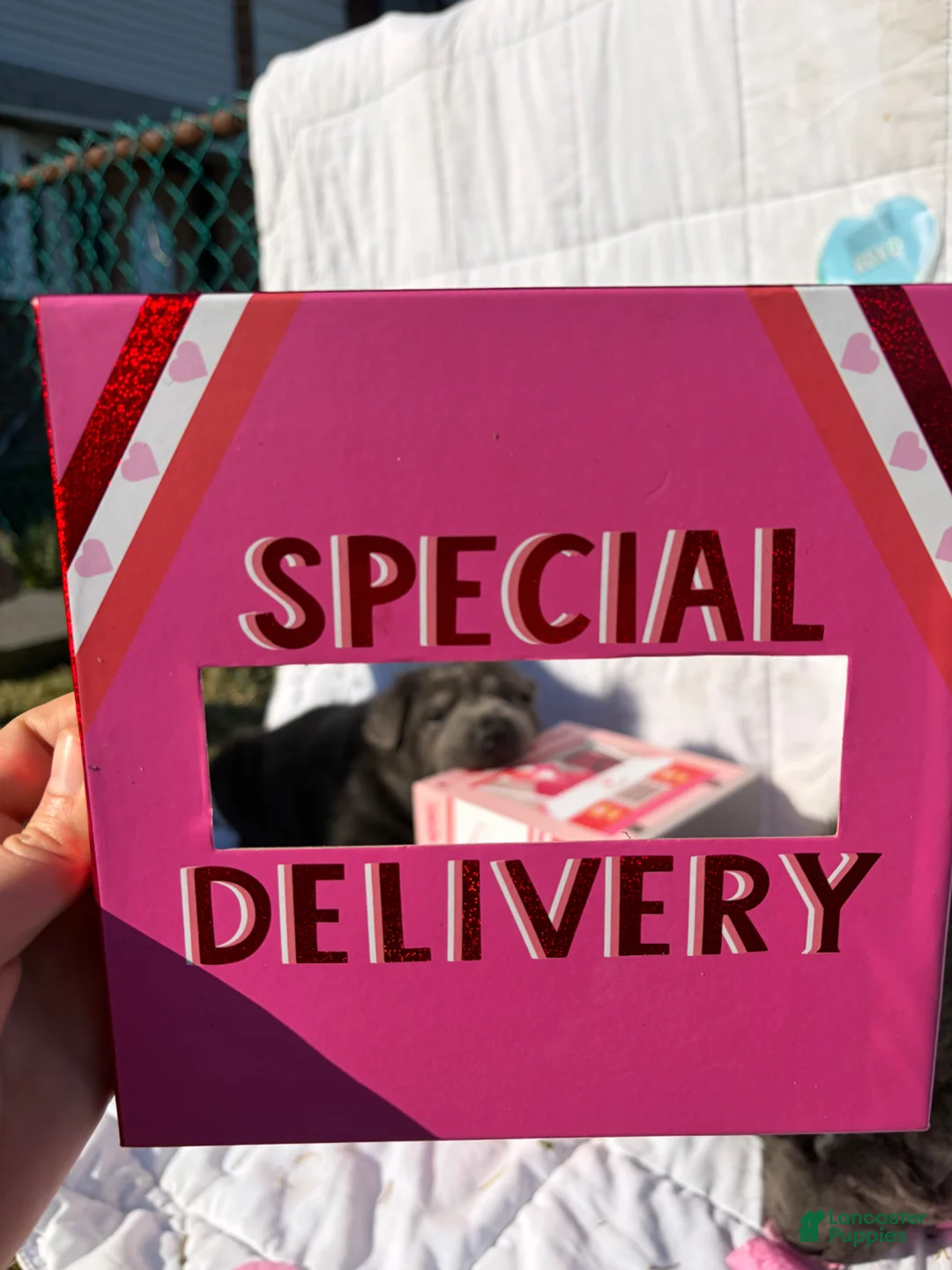 Mixed Breed dogs for sale: Mixed Breed Puppy 3 - Ad 2